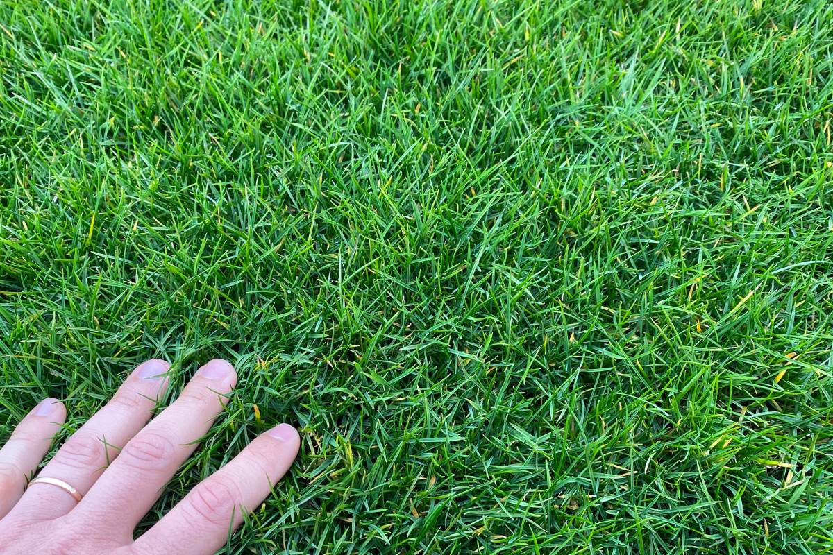 Una volta terminato il tappeto erboso, è difficile distinguere l'erba sintetica da quella naturale